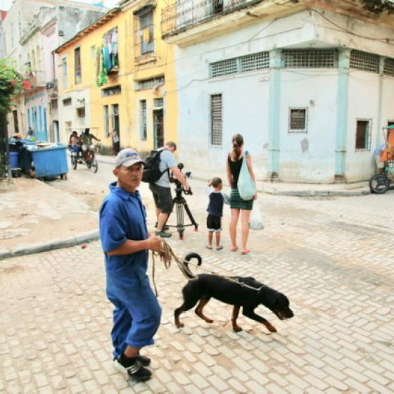 Hund au der Gasse